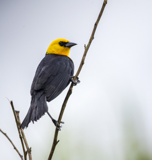 Yellow-hooded Blackbird